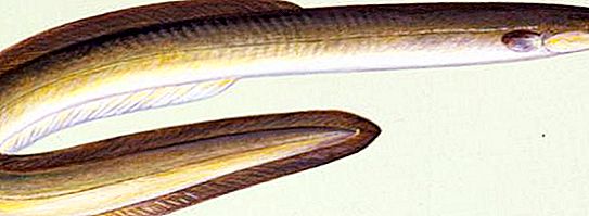 Ikan belut sungai: spesies, asal dan gaya hidup