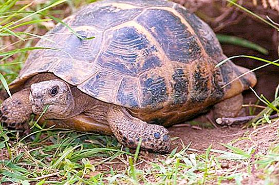 집에서 지중해 거북이 : 설명, 내용의 특징 및 흥미로운 사실