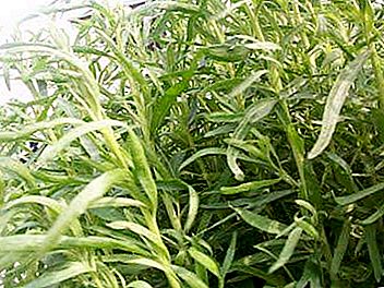 Estragon - une herbe saine et parfumée
