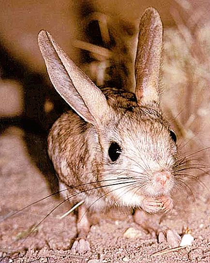 Kim en büyük kulaklara sahip? En kulaklı hayvanlar: fil, tavşan, yarasa ushana
