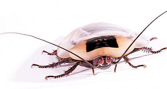 Vše, co víme o švábi, jsou mýty