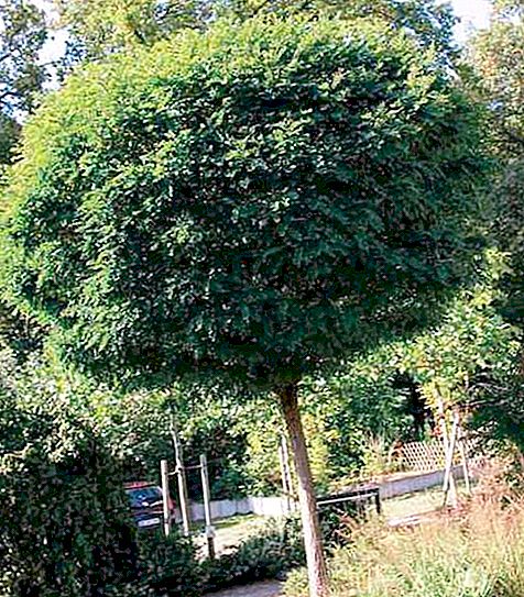 Jamalistų medis: animacinio filmo „Smeshariki“ kūrėjų išradimai ar tikras augalas?