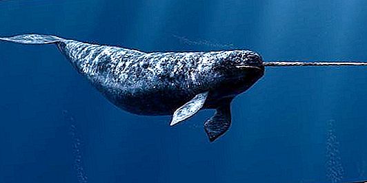 Narwhal állat: leírás és fénykép