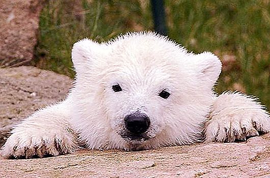 หมีขั้วโลก Knut และเรื่องราวของเขา (ภาพ)