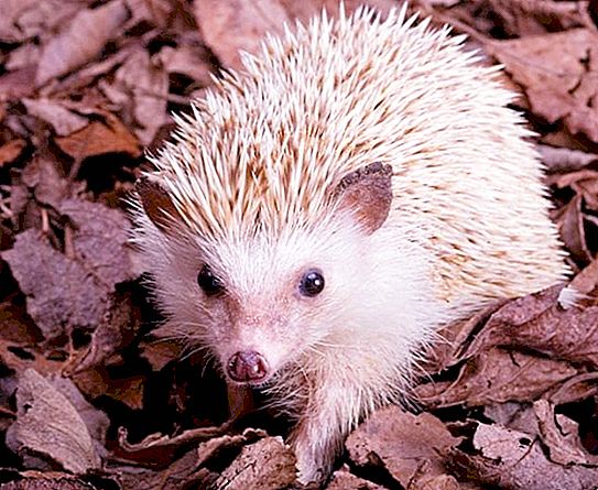 Apa yang dikatakan hedgehogs? Fakta menarik