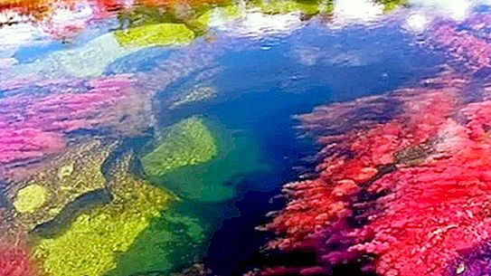 De gekleurde rivier Canyo Crystals in Colombia valt op door zijn tinten