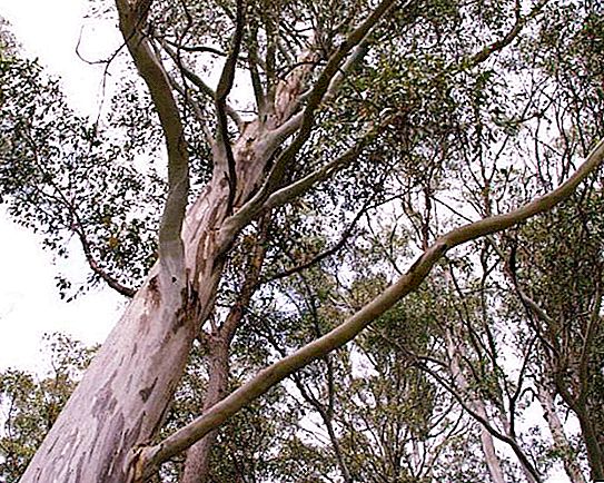 Eucalyptus-staafachtig: beschrijving, foto, distributie, geneeskrachtige eigenschappen