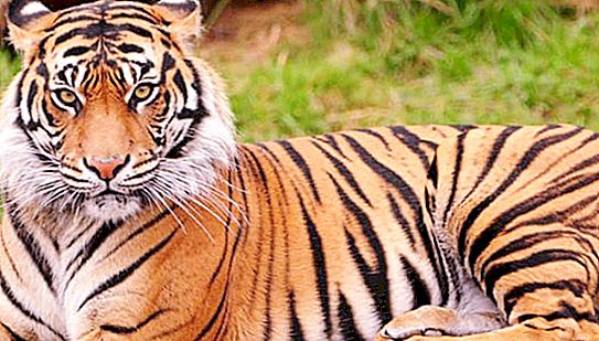 Indisk tiger: habitat, ernæring, avl