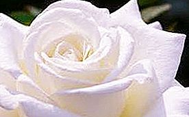 Why are white roses given and what do they symbolize?