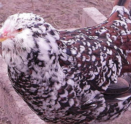 Levendige chintz-kippen: beschrijving, foto