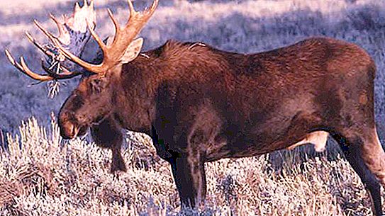 Elk: penerangan, habitat, gaya hidup