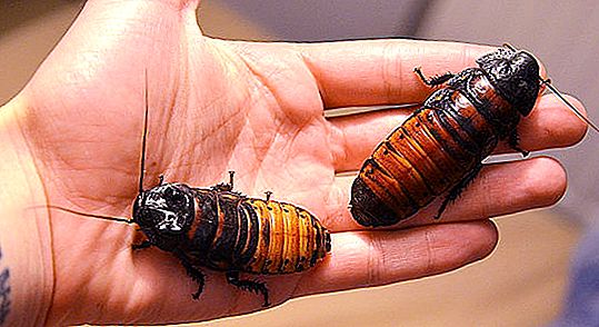 Madagaskar böceği: içerik, üreme ve ilginç gerçeklerin özellikleri