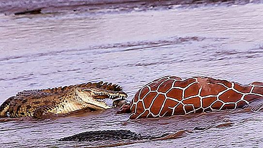 Nile crocodile: description, features and interesting facts. Nile crocodile in St. Petersburg