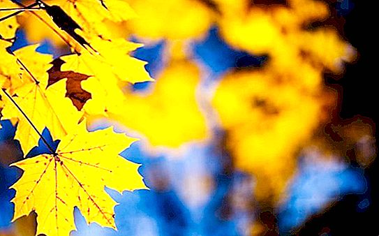 Folhas de outono - mensageiros dourados do outono
