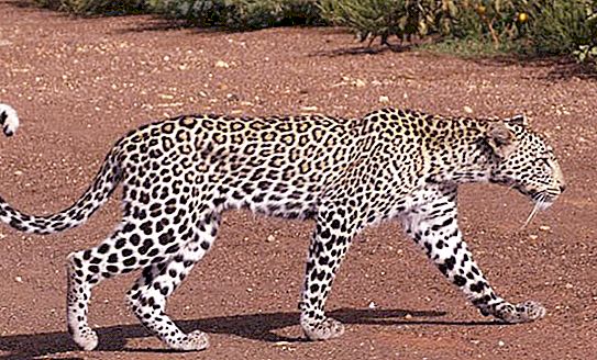 Sentralasiatisk leopard. Forsvinner. beskrivelse