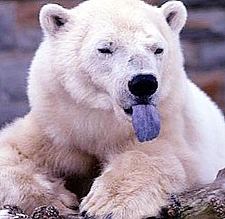 Ang polar bear ay ang nakababatang kapatid ng brown bear.