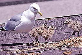 Gull chicks ay ganap na hindi katulad ng kanilang mga magulang
