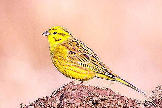 Burung dengan perut kuning: nama, gaya hidup
