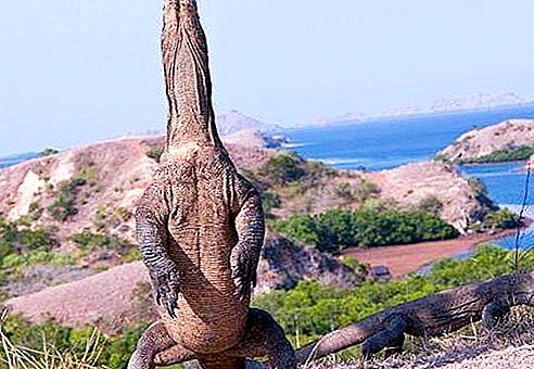 El lagarto más grande del mundo. Datos interesantes sobre lagartos