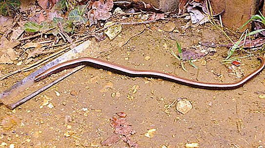 El gusano más grande del mundo: descripción, hábitat, características, foto.