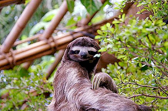 L'animale più lento è un bradipo