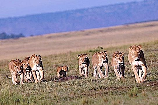 Social lions. Pride - advantage or limitation?