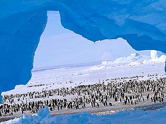 南极洲的“ Mirny”站：坐标，特征