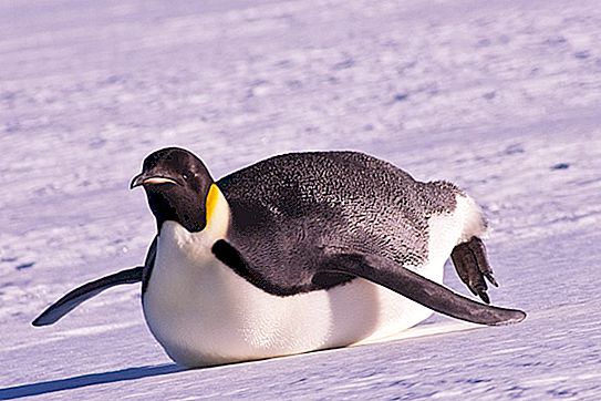 Pingvīnam ir mati vai spalvas, tas, ko viņi ēd, kā viņi dzīvo - daži interesanti fakti par šiem apbrīnojamajiem ūdensputniem
