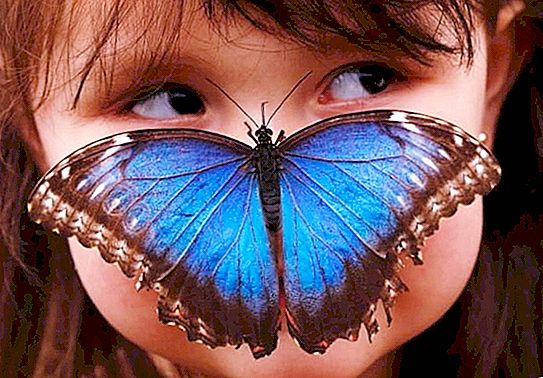 Bạn có biết những con bướm ăn gì?