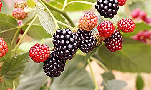 Cumanika berry: description and useful properties