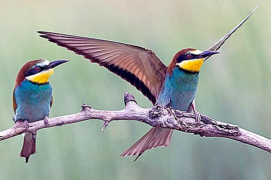 Golden bee-eater: pamumuhay at tirahan