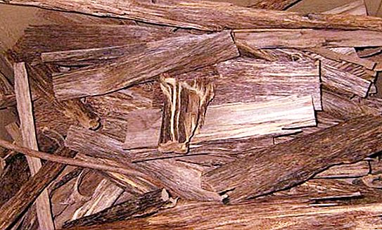 Scharlakansrött träd (örnträd): där det växer, funktioner i vård och reproduktion