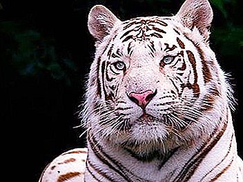 Tigre blanc du Bengale, incroyable et magnifique.
