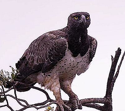 Àguila de guerra: descripció de l'aparença, el comportament i l'estil de vida d'un depredador