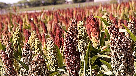 What is sorghum? How useful is this product?