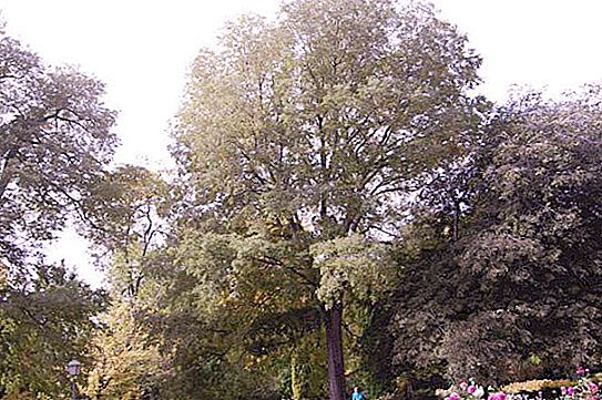 Gamtos stebuklas - akmeninis medis
