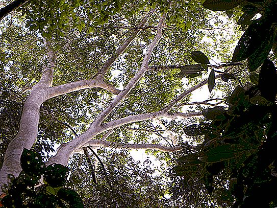 Δέντρο αμαράνθου: φωτογραφία, περιγραφή, ιδιότητες και χαρακτηριστικά