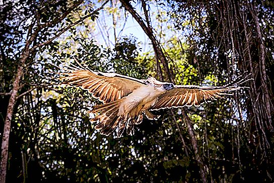 Vultur filipinez Alte nume, descriere cu fotografie și habitat