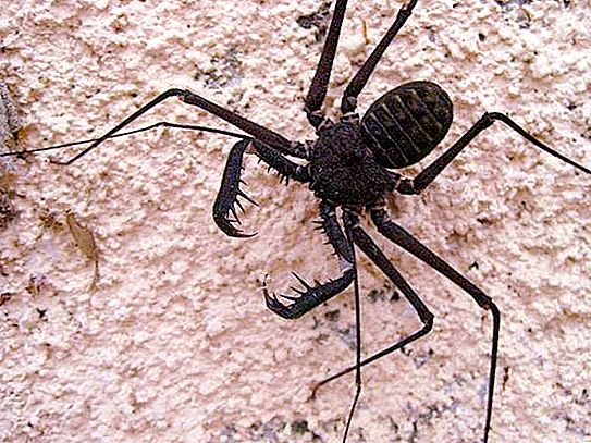 Freen (spider): paglalarawan, larawan, pamumuhay