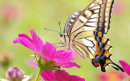 Zanimiva dejstva o metuljih za otroke. Metulj z limonsko travo: zanimiva dejstva