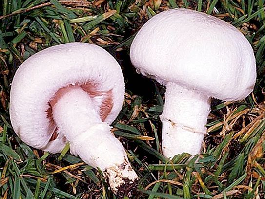 How to distinguish false champignon from the present?