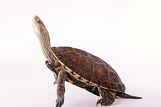 Kaspische schildpad: foto's, habitats, levensstijl