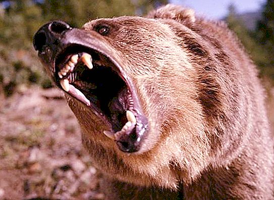 Gấu tấn công con người: ai là người có lỗi và phải làm gì?
