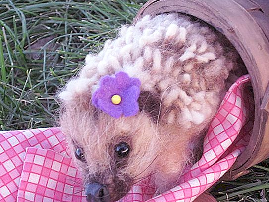 Nyfødt pindsvin Pindsvin fødes med nåle eller ej? Hjemmemarkering