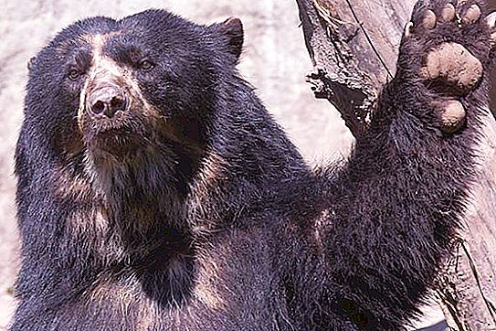Urso de óculos - homólogo sul-americano de um urso siberiano