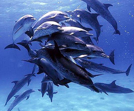 Órganos genitales de delfines: descripción