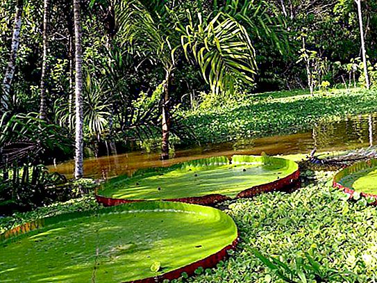 Pflanzen von Äquatorwäldern. Funktionen und Bedeutung