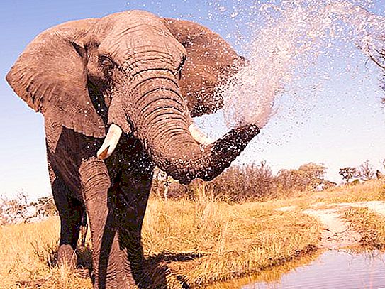 Hoeveel weegt een Afrikaanse olifant: vergelijkingen en feiten