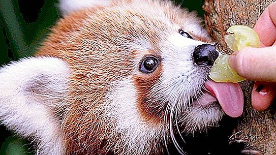 There are two types of red pandas: this fact is proved on the basis of studies of animal DNA