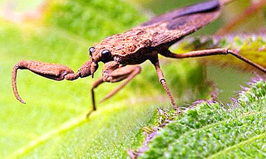 Scorpion ng tubig: pagpaparami, nutrisyon